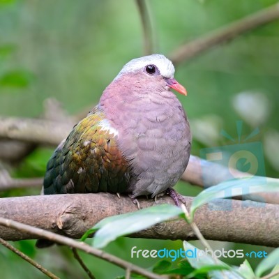 Female Emerald Dove Stock Photo