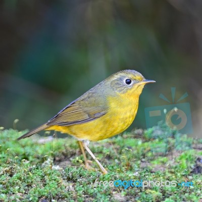 Female Golden Bush Robin Stock Photo