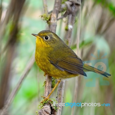 Female Golden Bush Robin Stock Photo