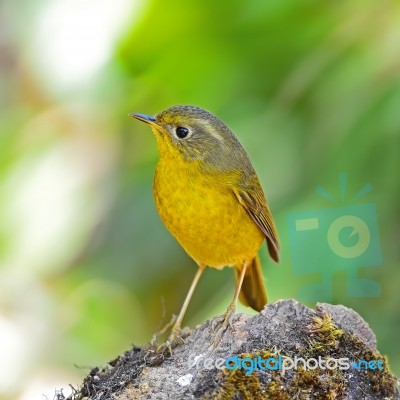 Female Golden Bush Robin Stock Photo