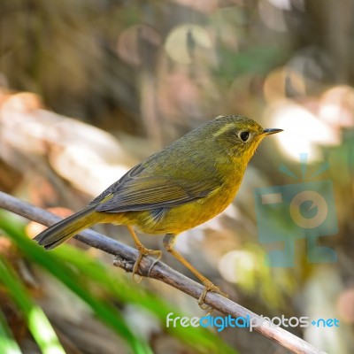 Female Golden Bush Robin Stock Photo