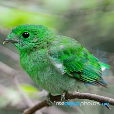 Female Green Broadbill Stock Photo