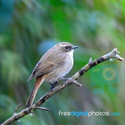 Female Grey Bushchat Stock Photo