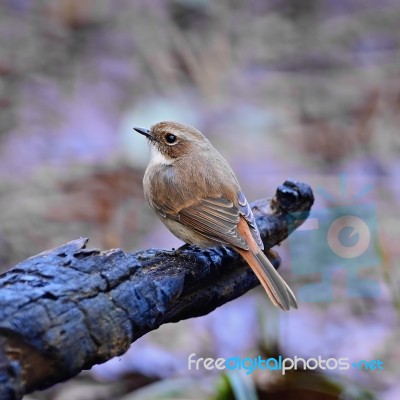 Female Grey Bushchat Stock Photo