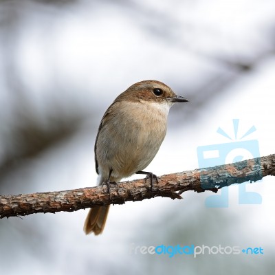 Female Grey Bushchat Stock Photo