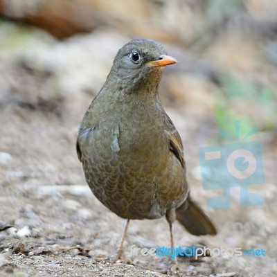 Female Grey-winged Blackbird Stock Photo