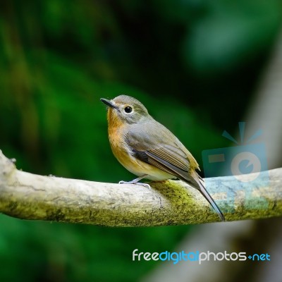 Female Hill Blue Flycatcher Stock Photo