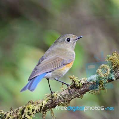 Female Himalayan Bluetail Stock Photo