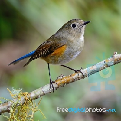 Female Himalayan Bluetail Stock Photo