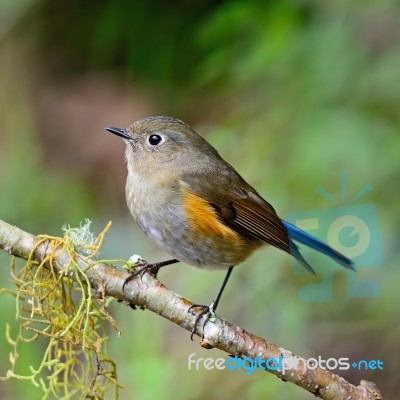 Female Himalayan Bluetail Stock Photo