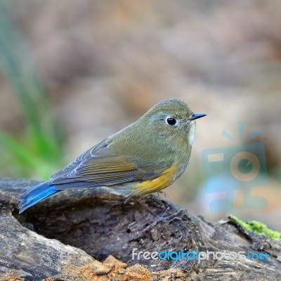 Female Himalayan Bluetail Stock Photo