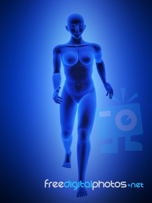 Female Human Body Stock Image