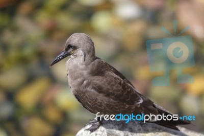 Female Inca Tern (larosterna Inca) Stock Photo