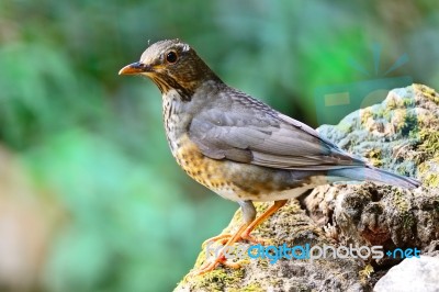 Female Japanese Thrush Stock Photo