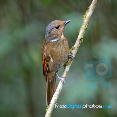 Female Large Niltava Stock Photo