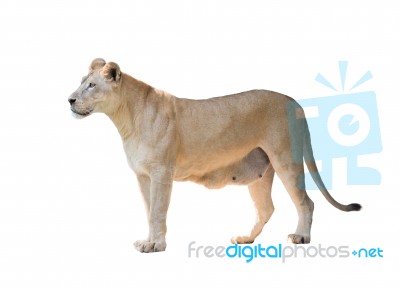 Female Lion Isolated Stock Photo