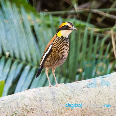 Female Malayan Banded Pitta Stock Photo