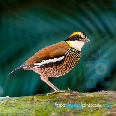 Female Malayan Banded Pitta Stock Photo