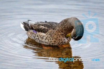 Female Mallard Stock Photo