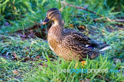 Female Mallard Stock Photo