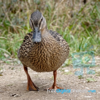 Female Mallard Stock Photo