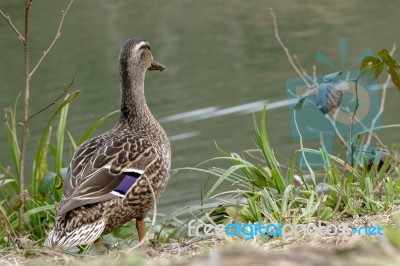 Female Mallard Stock Photo