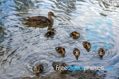 Female Mallard ((anas Platyrhynchos)) With Chicks Stock Photo