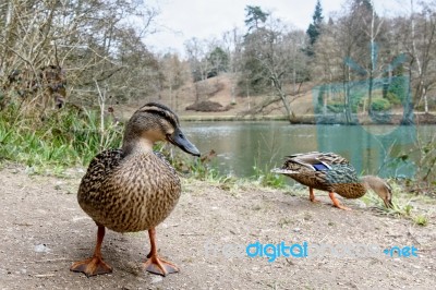 Female Mallards Stock Photo