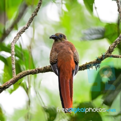 Female Orange-breasted Trogon Stock Photo