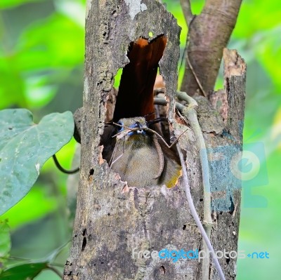 Female Orange-breasted Trogon Stock Photo