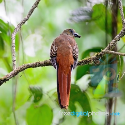 Female Orange-breasted Trogon Stock Photo