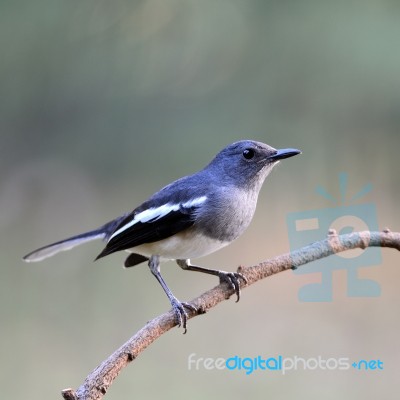 Female Oriental Magpie Robin Stock Photo