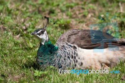 Female Peacock Stock Photo