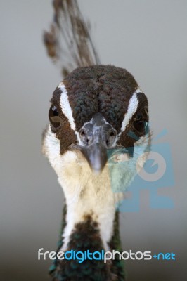 Female Peacock (pavo Cristatus) Stock Photo