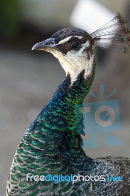 Female Peacock (pavo Cristatus) Stock Photo