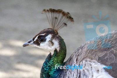 Female Peacock (pavo Cristatus) Stock Photo