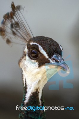 Female Peacock (pavo Cristatus) Stock Photo