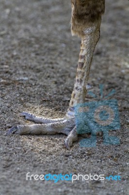 Female Peacock (pavo Cristatus) Paw Stock Photo