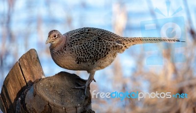 Female Pheasant Stock Photo