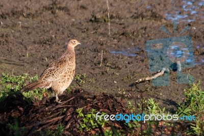 Female Pheasant At Weir Wood Reservoir Stock Photo