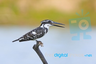 Female Pied Kingfisher Stock Photo