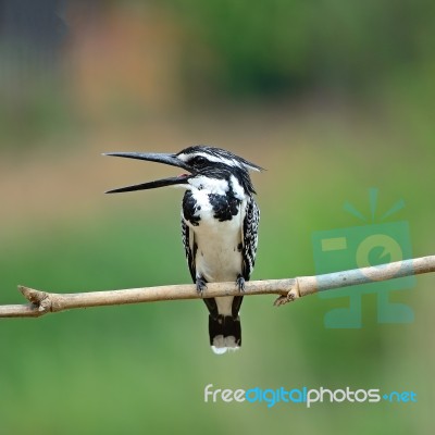 Female Pied Kingfisher Stock Photo