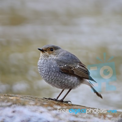 Female Plumbeous Redstart Stock Photo