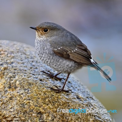 Female Plumbeous Redstart Stock Photo