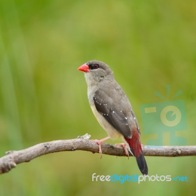 Female Red Avadavat Stock Photo