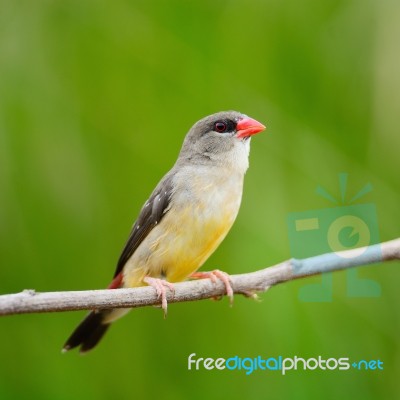 Female Red Avadavat Stock Photo