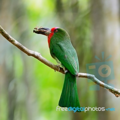 Female Red-bearded Bee-eater Stock Photo