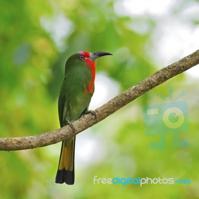 Female Red-bearded Bee-eater Stock Photo