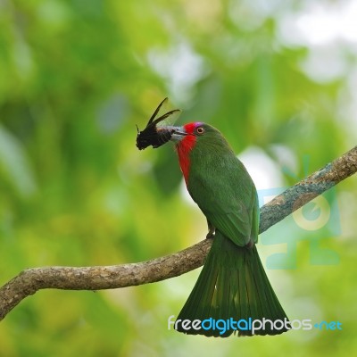 Female Red-bearded Bee-eater Stock Photo