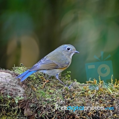 Female Red-flanked Bluetail Stock Photo